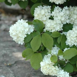 VIBURNUM PLICATUM JAPANESE SNOWBALL NEWPORT 6.0L