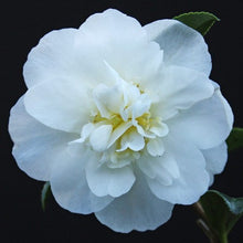 Load image into Gallery viewer, CAMELLIA SASANQUA PARADISE HELEN 1.5L
