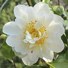 Load image into Gallery viewer, CAMELLIA JAPONICA SILVER ANNIVERSARY 4.0L
