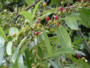 PRUNUS LAUROCERASUS