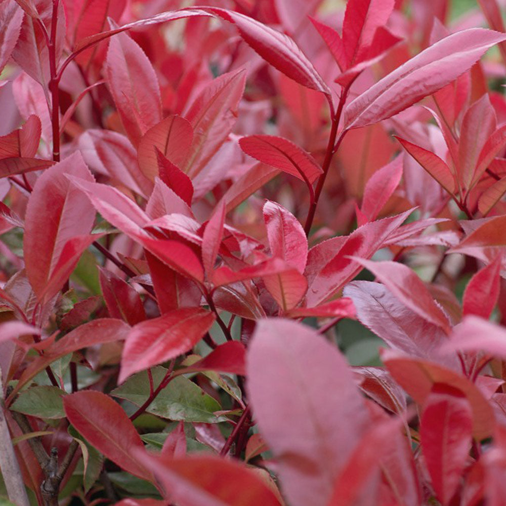 PHOTINIA SUPER RED 1.5L