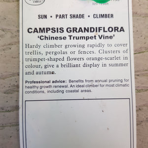 CAMPSIS GRANDIFLORA 3.5L