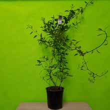 Load image into Gallery viewer, SOLANUM JASMINOIDES GRANDIFLORA WHITE POTATO VINE 3.5L
