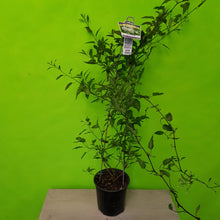 Load image into Gallery viewer, SOLANUM JASMINOIDES GRANDIFLORA WHITE POTATO VINE 3.5L
