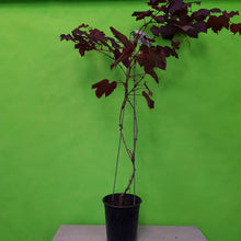 Load image into Gallery viewer, VITIS AMURENSIS ALICANTE BOUCHET ORNAMENTAL GRAPE 3.5L
