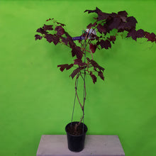 Load image into Gallery viewer, VITIS AMURENSIS ALICANTE BOUCHET ORNAMENTAL GRAPE 3.5L
