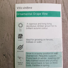 Load image into Gallery viewer, VITIS AMURENSIS ALICANTE BOUCHET ORNAMENTAL GRAPE 3.5L
