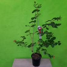 Load image into Gallery viewer, LONICERA DROPMORE SCARLETT 3.5L
