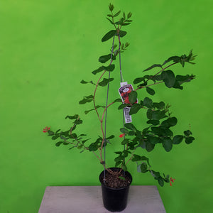 LONICERA DROPMORE SCARLETT 3.5L