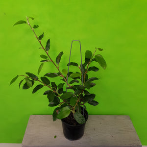 FICUS STIPULATA 2.5L