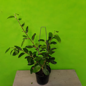 FICUS STIPULATA 2.5L