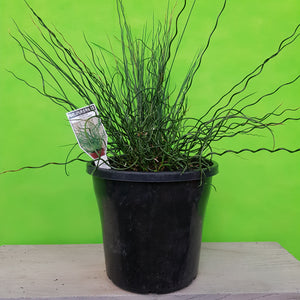 JUNCUS TWISTED DART