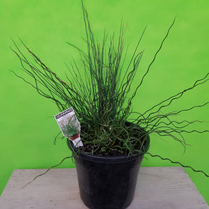 JUNCUS TWISTED DART