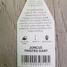 Load image into Gallery viewer, JUNCUS TWISTED DART
