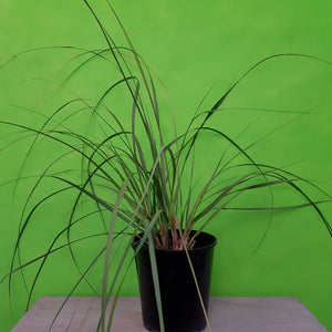 CORTADERIA TOETOE