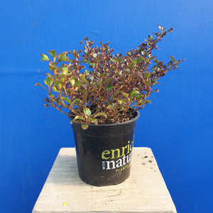 COPROSMA BLACK VELVET 2.5L