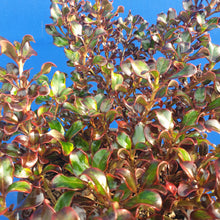 Load image into Gallery viewer, COPROSMA BLACK VELVET 2.5L
