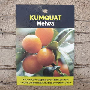 KUMQUAT MEIWA 4.7L