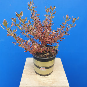 COPROSMA PACIFIC SUNRISE 2.5L