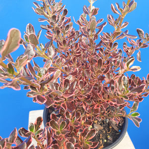 COPROSMA PACIFIC SUNRISE 2.5L