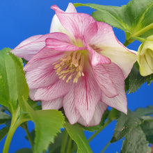 Load image into Gallery viewer, HELLEBORUS ORIENTALIS HYBRID LILY 2.4L
