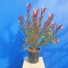 Load image into Gallery viewer, LEUCADENDRON SAFARI SUNSET 3.3L
