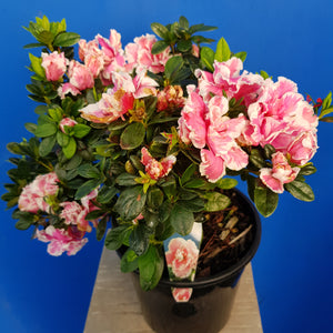 AZALEA EVERGREEN INGA 4.0L