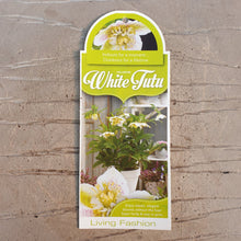 Load image into Gallery viewer, HELLEBORUS ORIENTALIS HYBRID TUTU WHITE 2.5L
