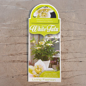 HELLEBORUS ORIENTALIS HYBRID TUTU WHITE 17CM