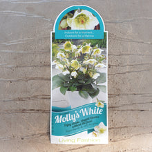 Load image into Gallery viewer, HELLEBORUS MARBLED MOLLYS WHITE 17CM
