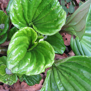 MYOSOTIDIUM HORTENSIA WHITE CHATHAM ISLAND FORGET ME NOT 12CM