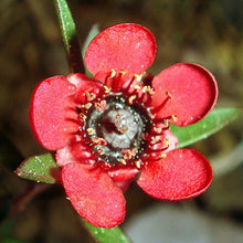 Load image into Gallery viewer, LEPTOSPERMUM RED ENSIGN 2.5L
