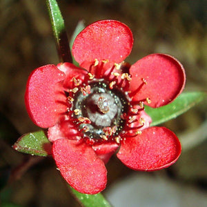 LEPTOSPERMUM RED ENSIGN 2.5L