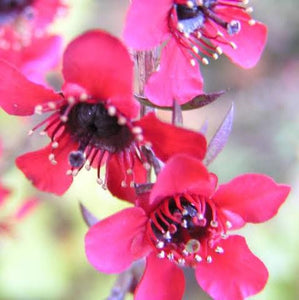 LEPTOSPERMUM RED FALLS 4.0L