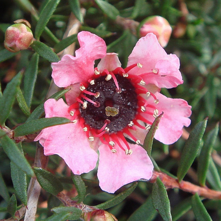 LEPTOSPERMUM NANUM HUIA 1.5L