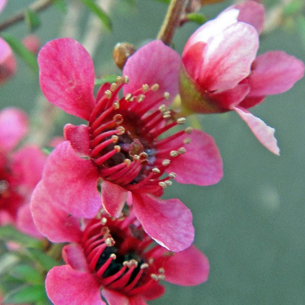 LEPTOSPERMUM NANUM RURU 2.5L