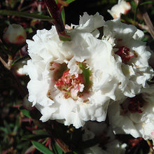 Load image into Gallery viewer, LEPTOSPERMUM SNOW FLURRY 2.5L
