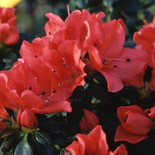 Load image into Gallery viewer, AZALEA EVERGREEN DR GLASER 4.0L
