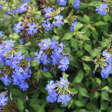 Load image into Gallery viewer, CERATOSTIGMA WILLMOTTIANUM CHINESE PLUMBAGO 2.5L
