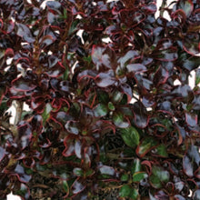 Load image into Gallery viewer, COPROSMA BLACK VELVET 2.5L
