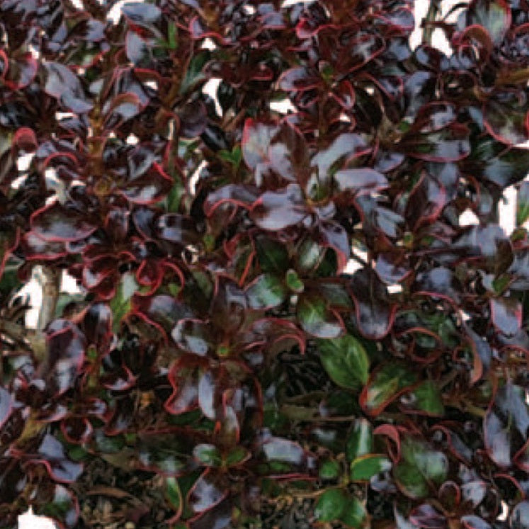 COPROSMA BLACK VELVET 2.5L