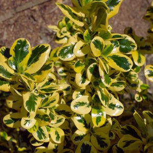 COPROSMA GOLD SPLASH 1.9L