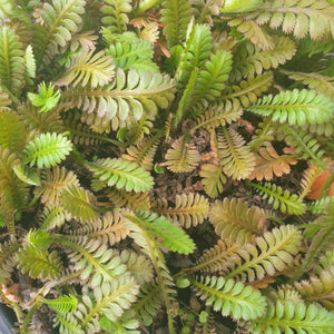 LEPTINELLA DIOICA 12CM