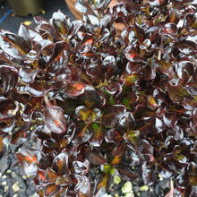 Load image into Gallery viewer, COPROSMA MIDNIGHT MARTINI 2.5L
