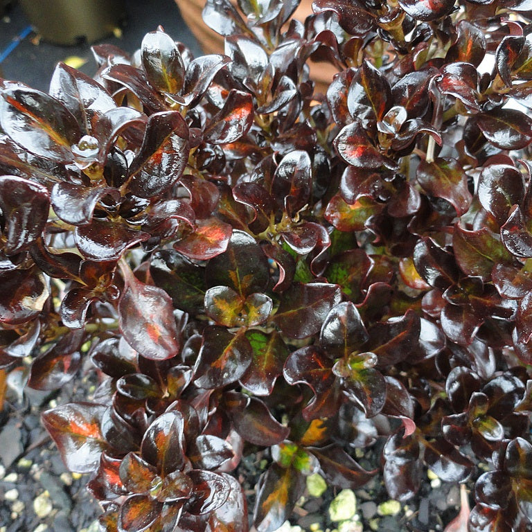 COPROSMA MIDNIGHT MARTINI 2.5L