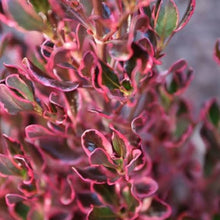 Load image into Gallery viewer, COPROSMA PACIFIC SUNRISE 2.5L
