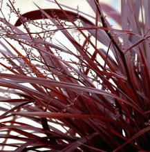 Load image into Gallery viewer, CORDYLINE RED FOUNTAIN 2.5L
