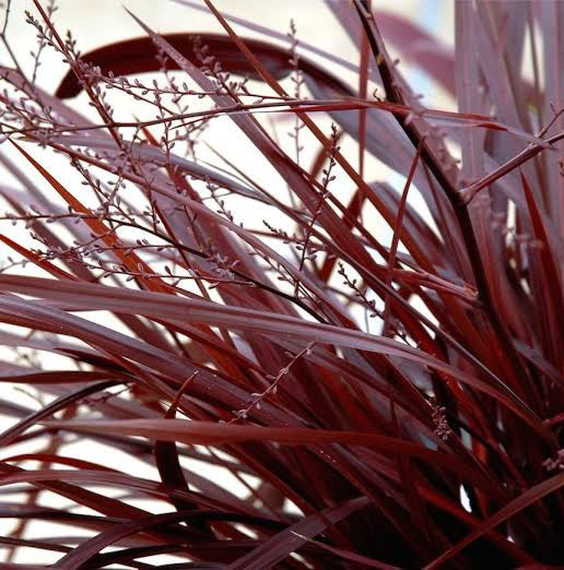 CORDYLINE RED FOUNTAIN 2.5L