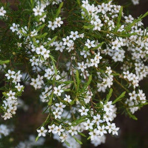 DIOSMA ERICOIDES BREATH OF HEAVEN 2.5L