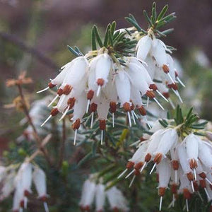 ERICA CARNEA SPRINGWOOD WHITE 2.5L